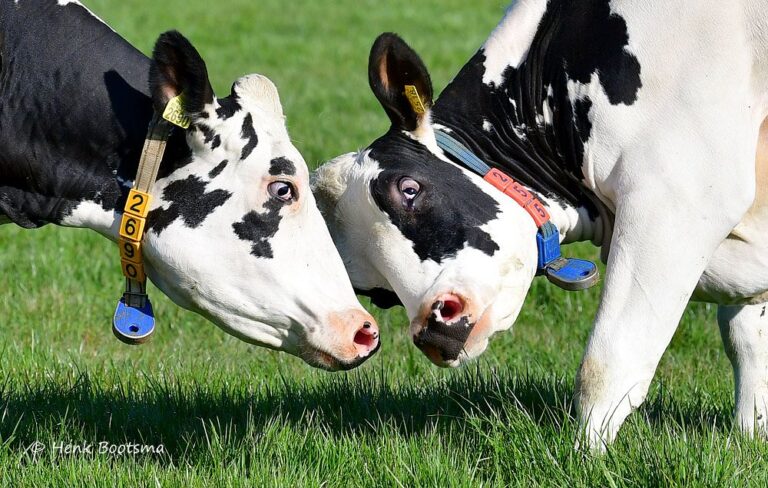 Koeien in de wei 🐄☘️: prachtig, maar steeds minder vanzelfsprekend.