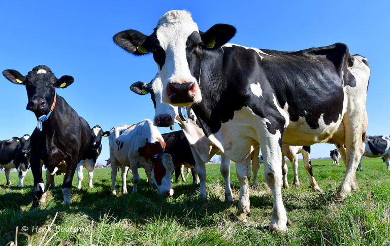 🌿🐄 Voorjaar, vrijheid en blije koeien! 🐄🌿
