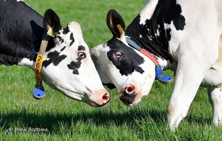 Catharinus Wierda: ‘Minder dierenleed begint in de keten’